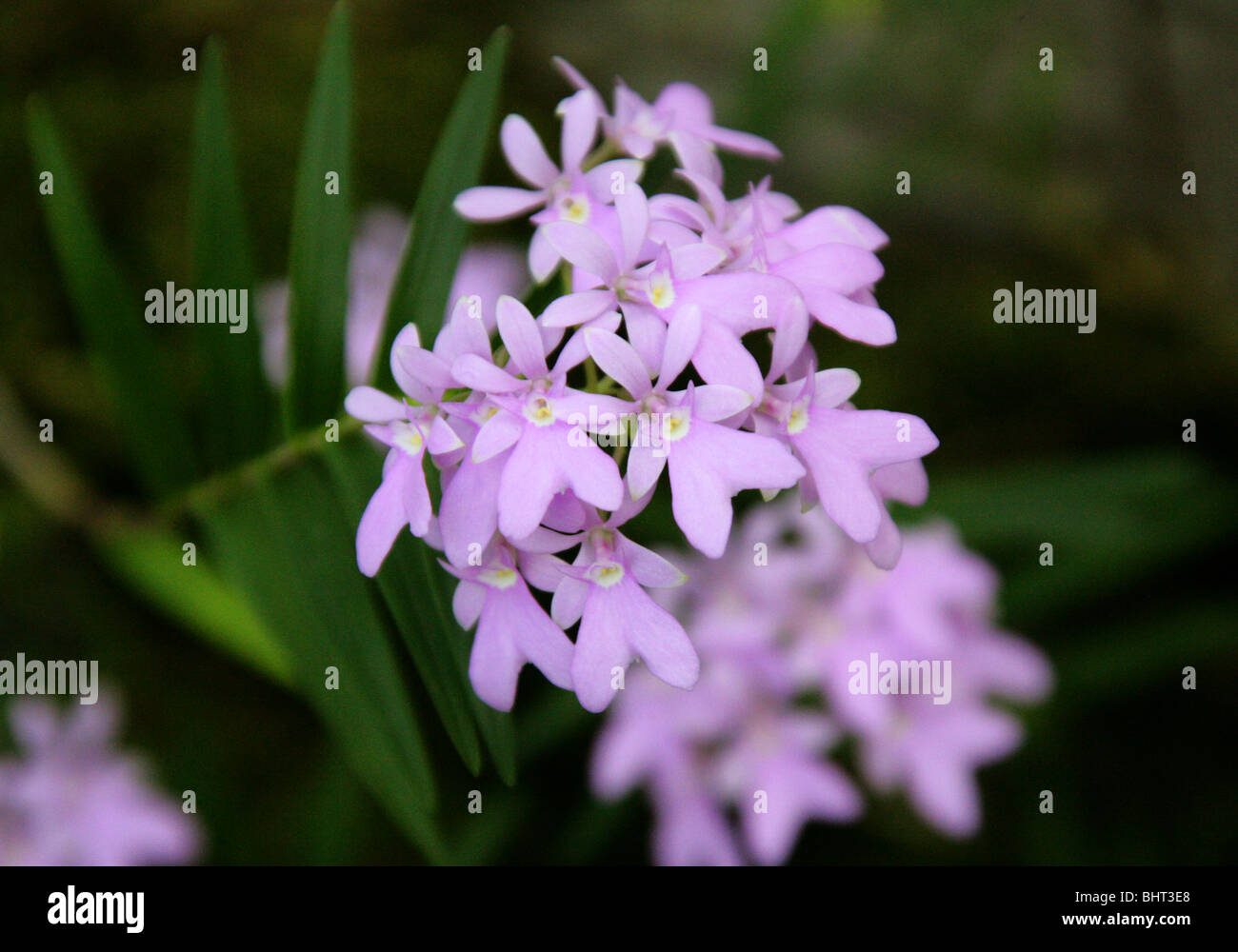 Oerstedella centradenia, Orchidaceae, Mexico, Costa Rica, Nicaragua, Central America Stock Photo