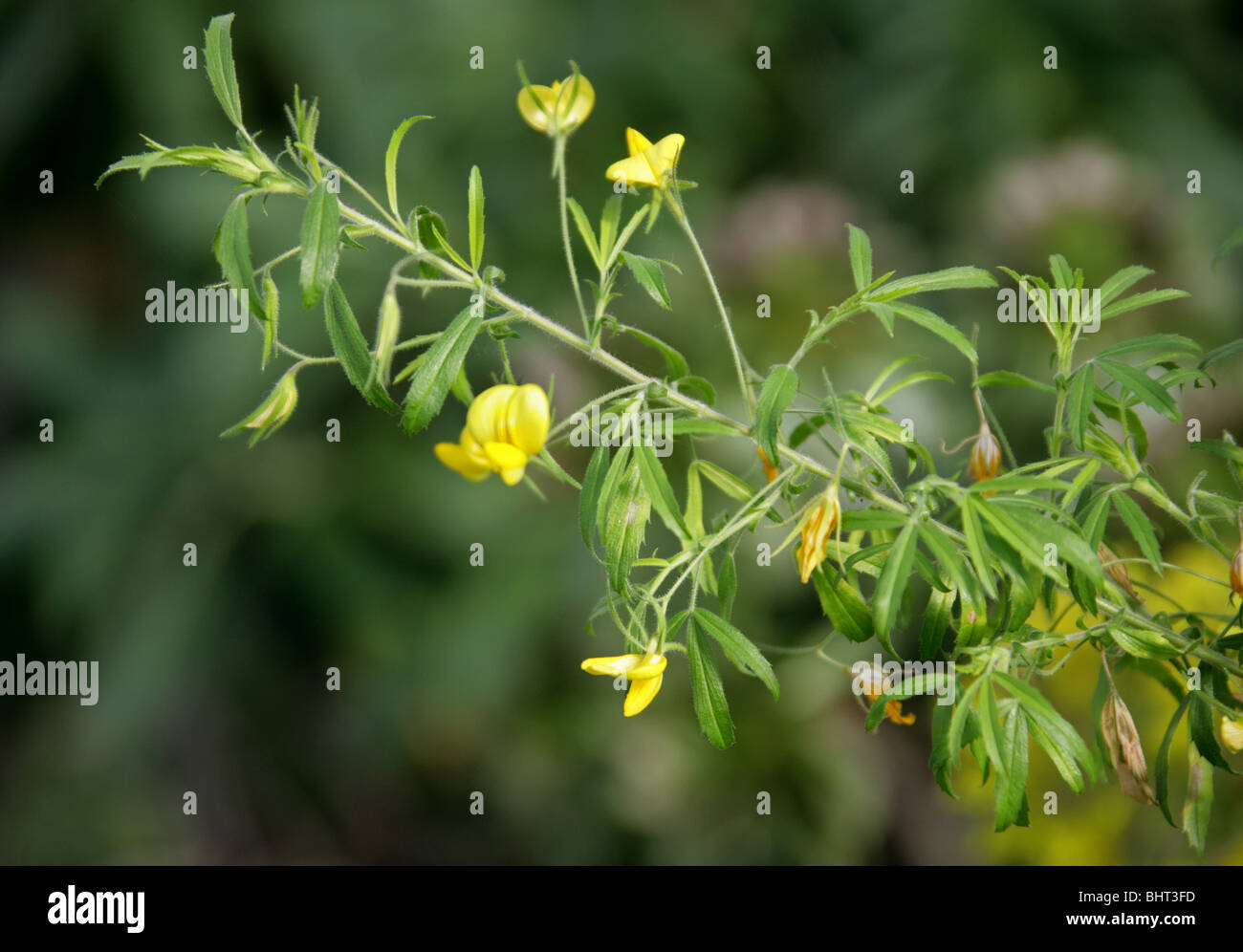 Large Yellow Restharrow, Ononis natrix subsp. angustissima, Fabaceae (Leguminosae), Canary Islands Stock Photo