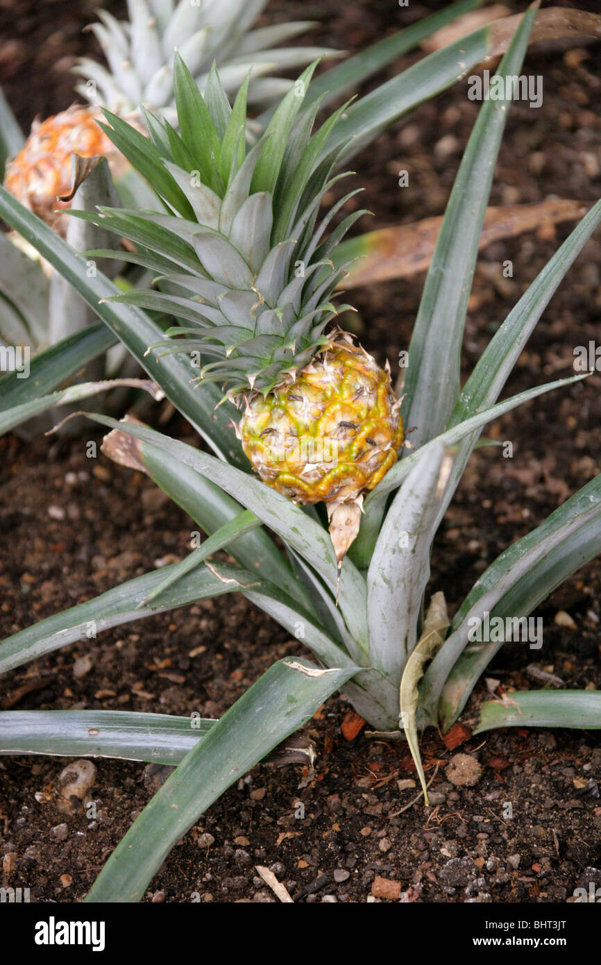 Pineapple, Ananas comosus, Bromeliaceae, Native to Paraquay and