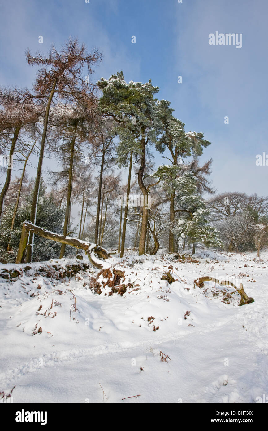 Outskirts of forest hi-res stock photography and images - Alamy
