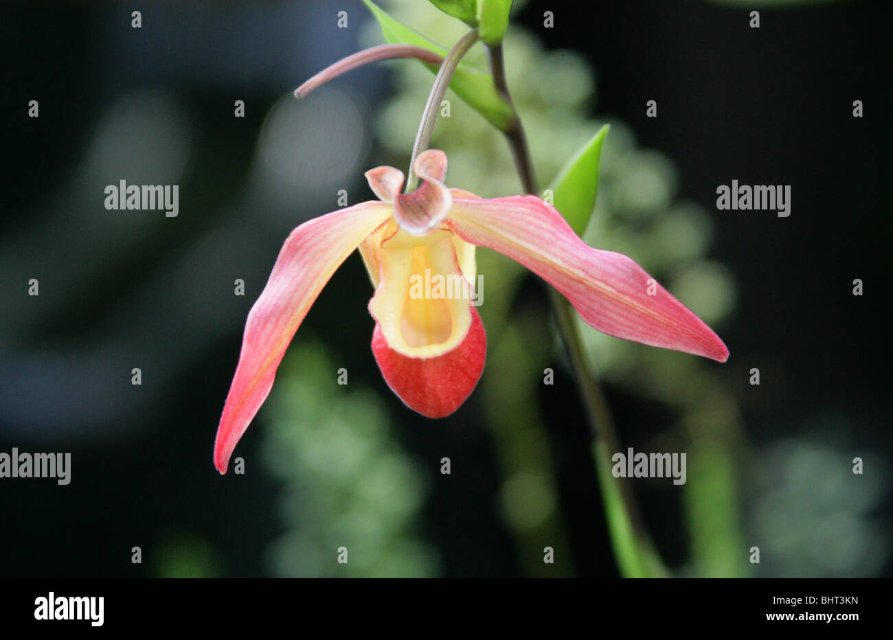 Phragmipedium Orchid 'Eric Young', Orchidaceae Stock Photo