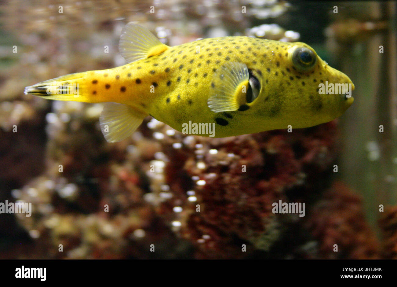 Black Spotted Yellow Puffer Fish, Arothron nigropunctatus, Tetraodontidae. Aka dog-faced puffer.  Indian Ocean,  Pacific Ocean. Stock Photo