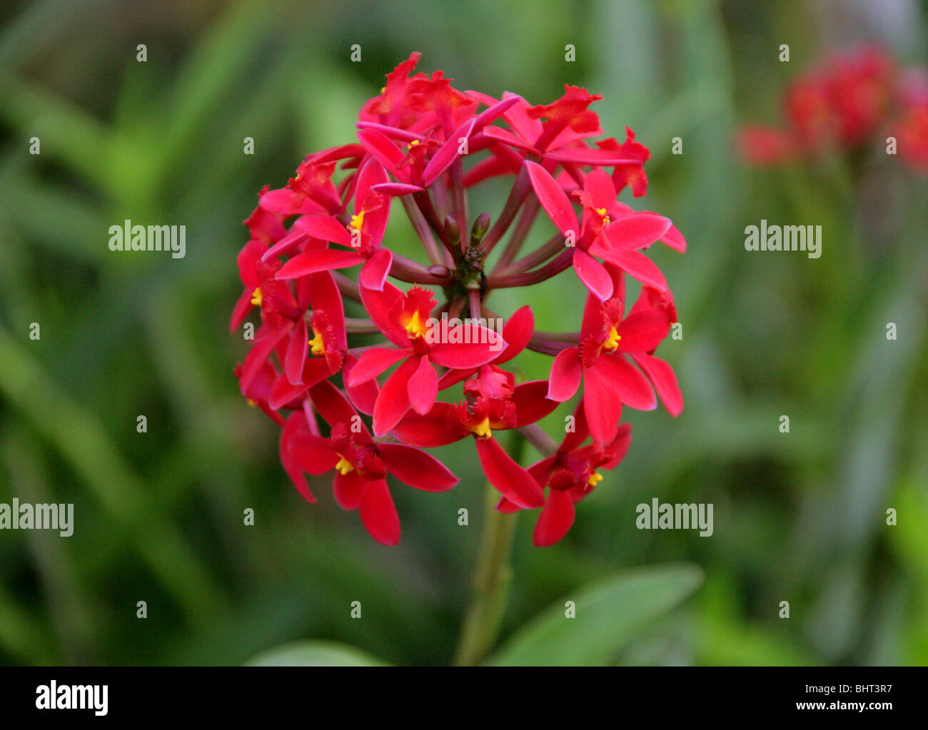 Red Tropical Epidendrum Orchid, Orchidaceae Stock Photo
