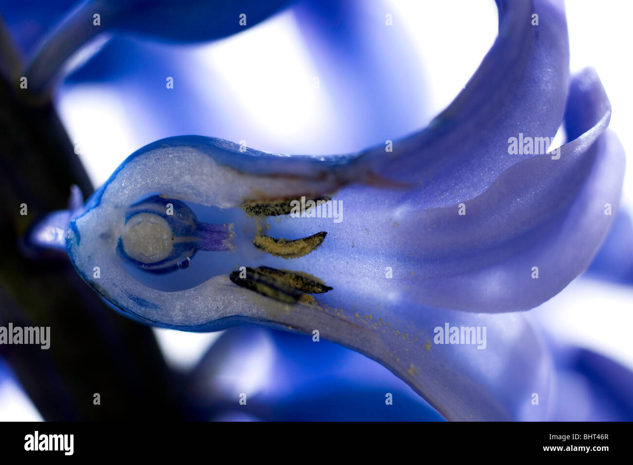 Hyacinth Structure Ovary anatomy hi-res stock photography and images - Alamy
