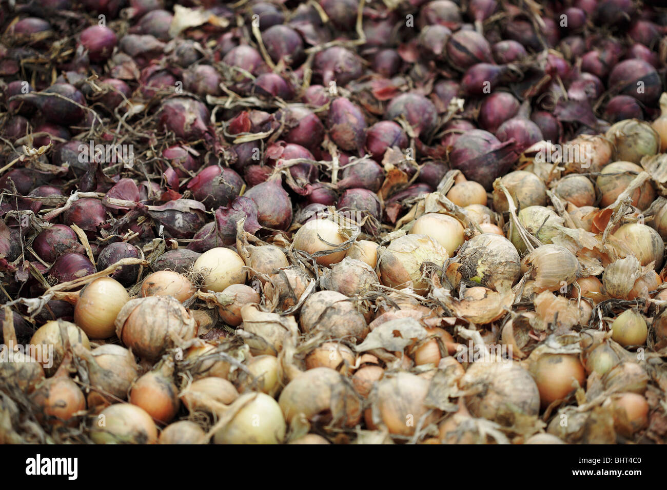 Years growth hi-res stock photography and images - Alamy