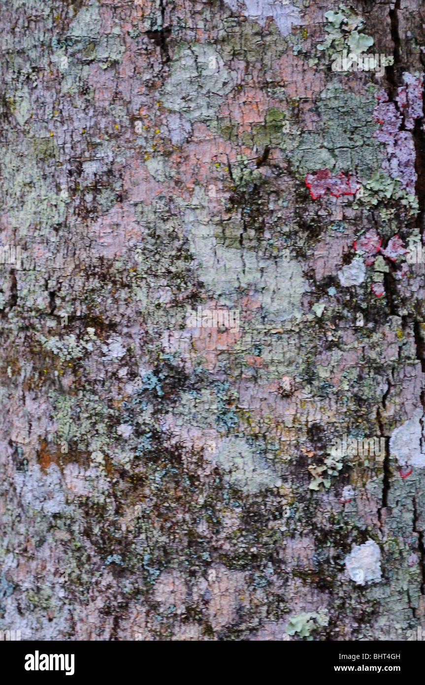 Lichens growing on the bark of the southern magnolia tree (Magnolia grandiflora) also known as bull bay or evergreen magnolia. Stock Photo