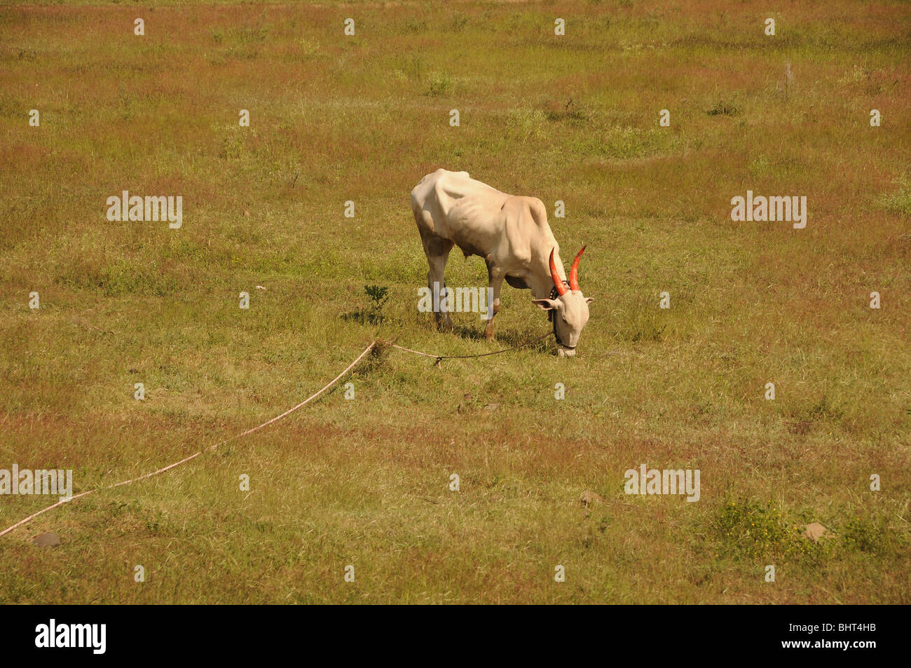white cow in a green field Stock Photo