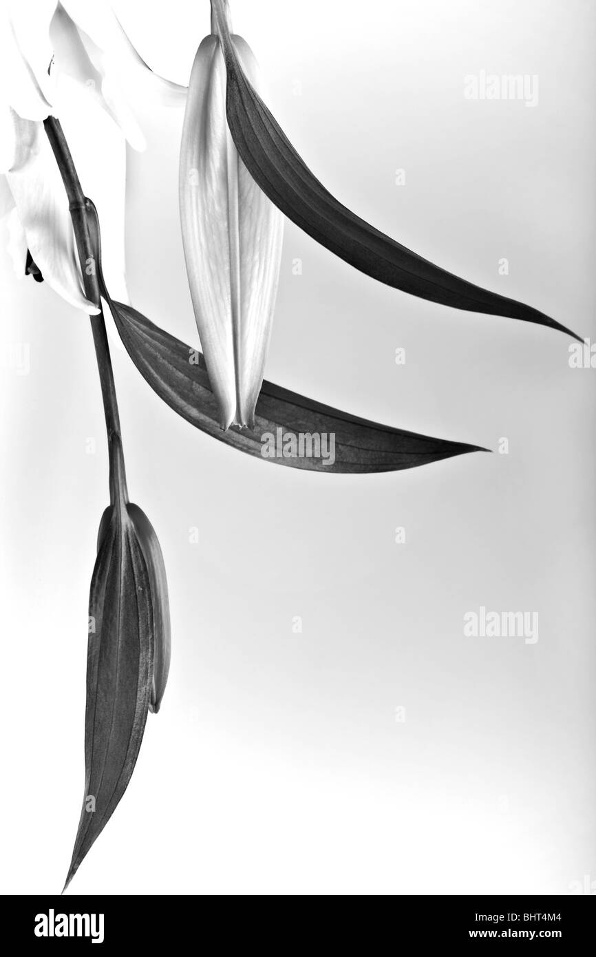 Flower upside down Stock Photo Alamy