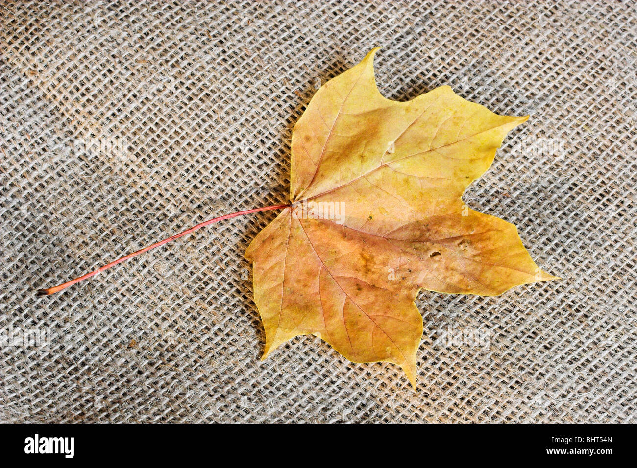 Fallen maple leaf on hessian background Stock Photo