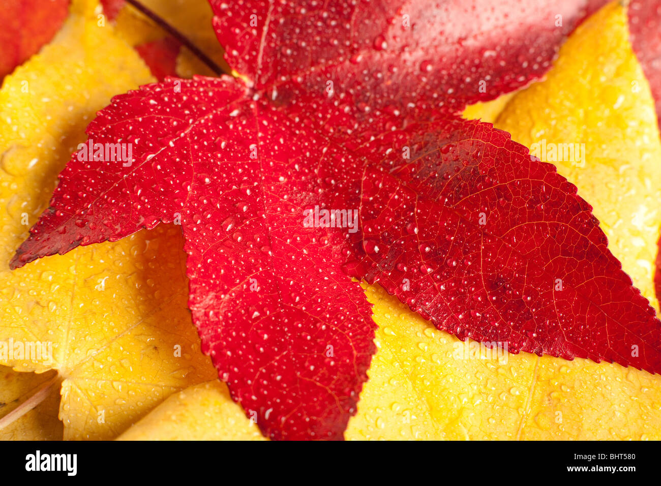 Red yellow leaves hi-res stock photography and images - Alamy