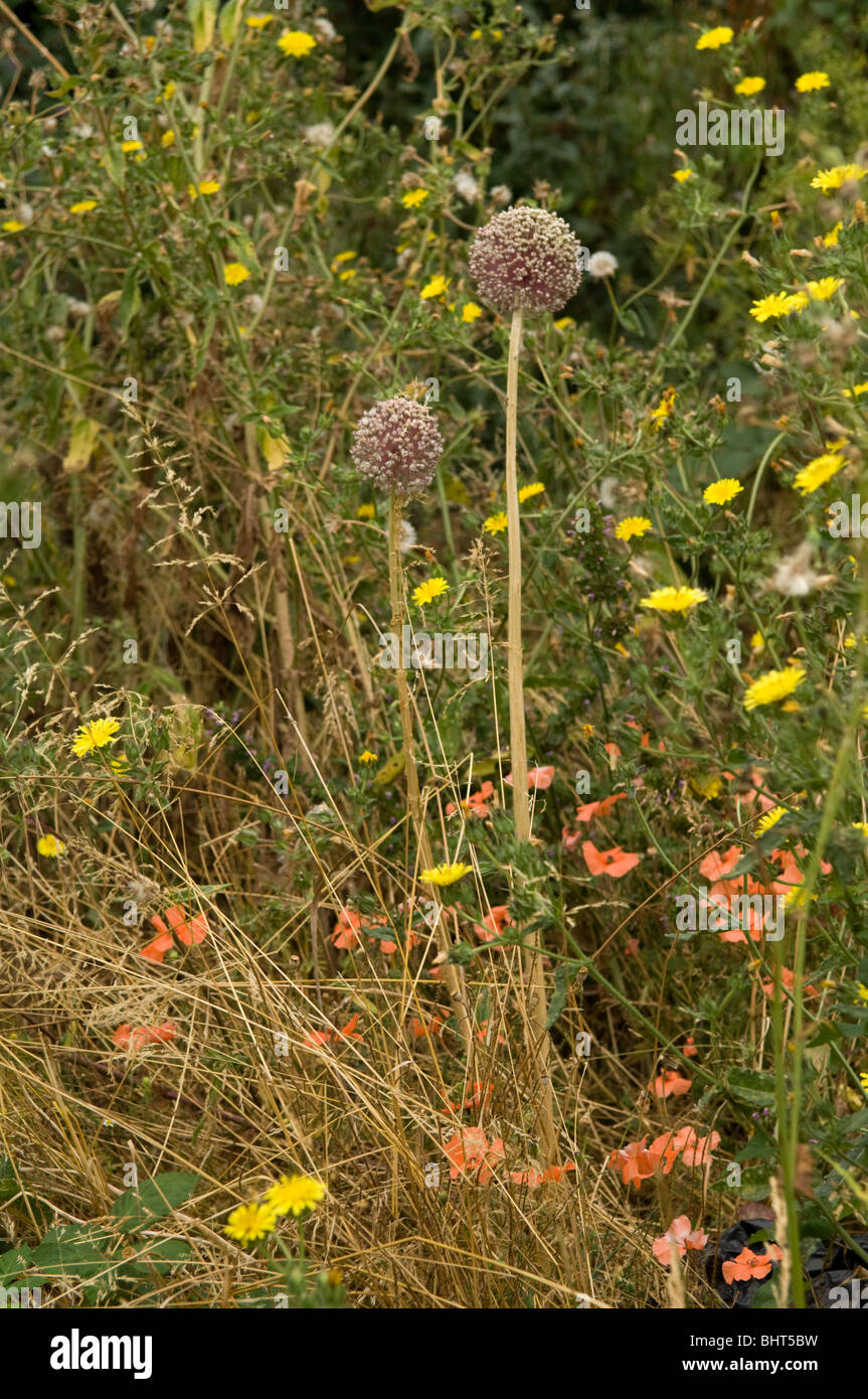 Allium cepa flower hi-res stock photography and images - Alamy