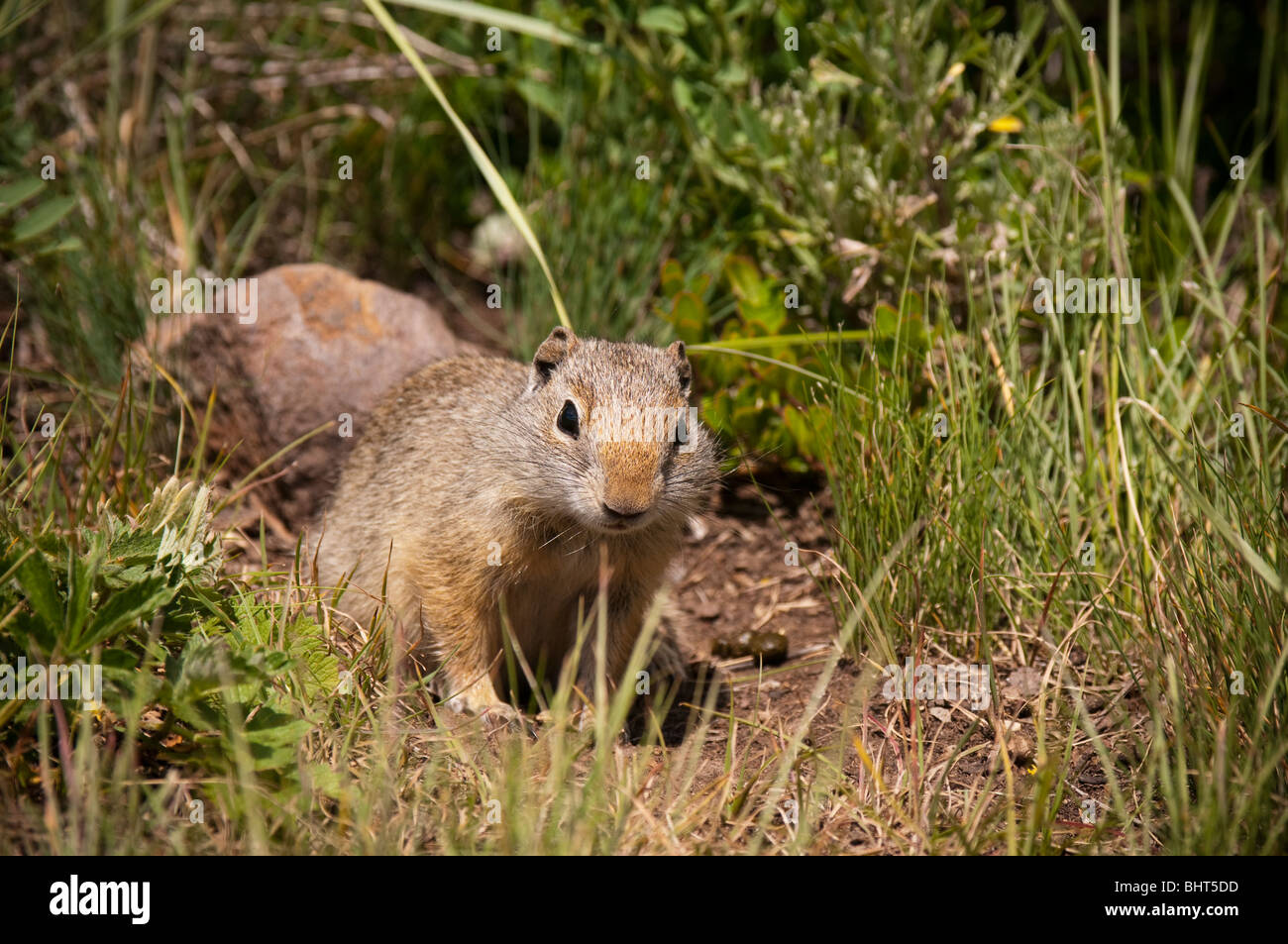 Unita Ground Squirrel Stock Photo
