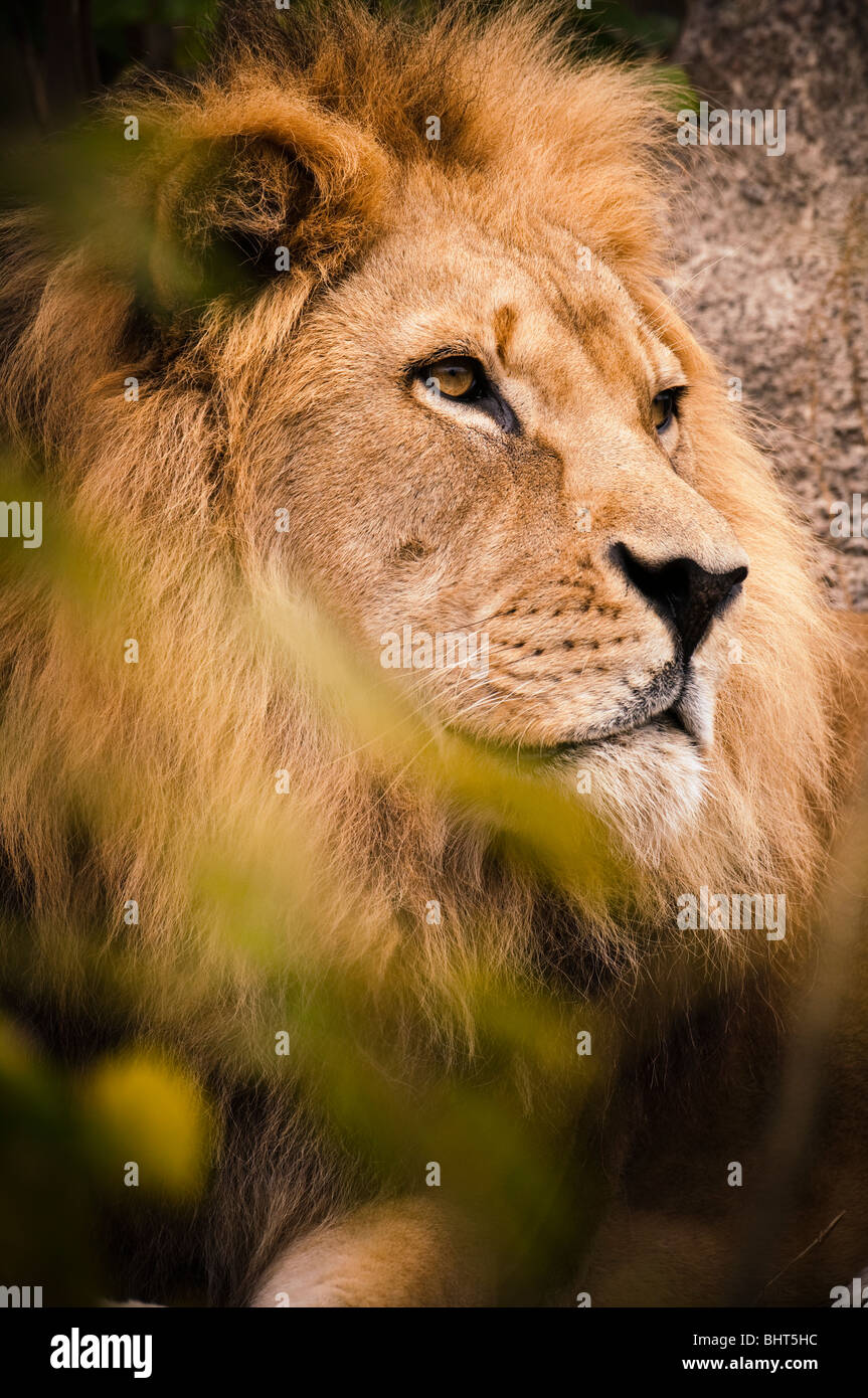 The Handsome King Stock Photo