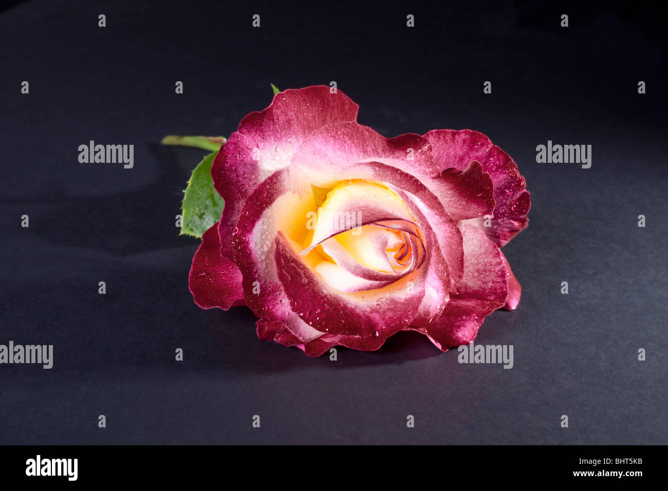 Rose cut hi-res stock photography and images - Alamy