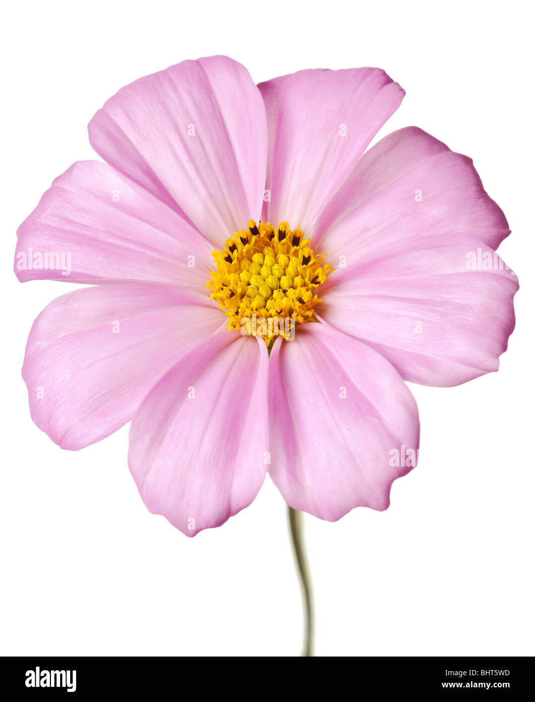 pink daisy isolated on a pure white background Stock Photo