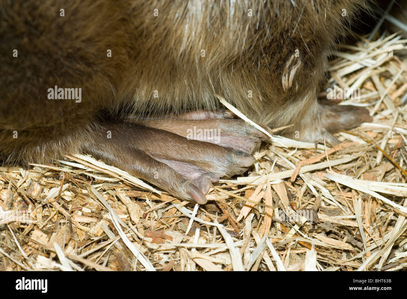 European Beaver (Castor fiber). Showing rear foot adaptation of webbing between toes for swimming. Stock Photo