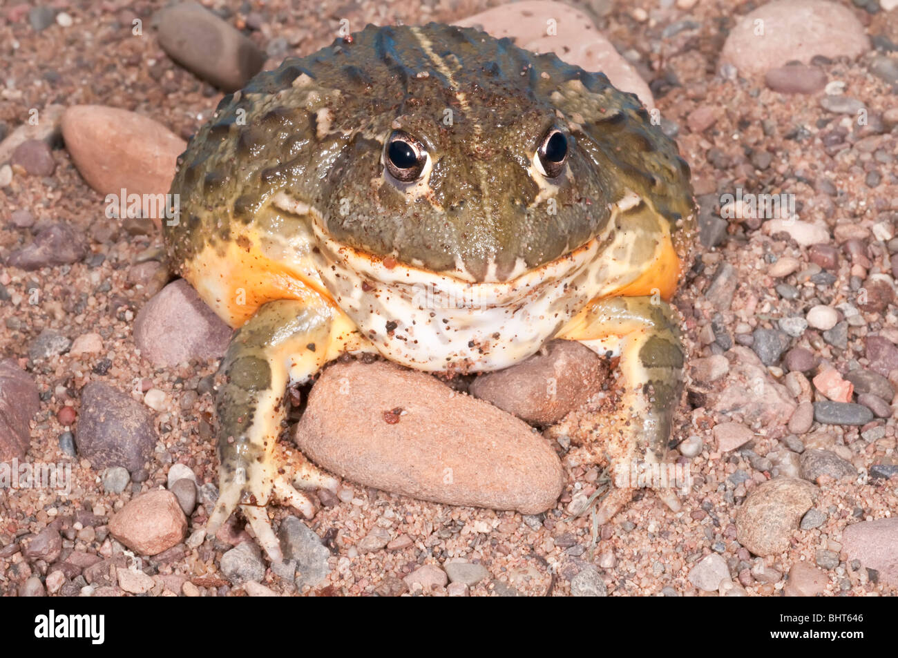 Pyxicephalus adspersus savanna hi-res stock photography and images - Alamy