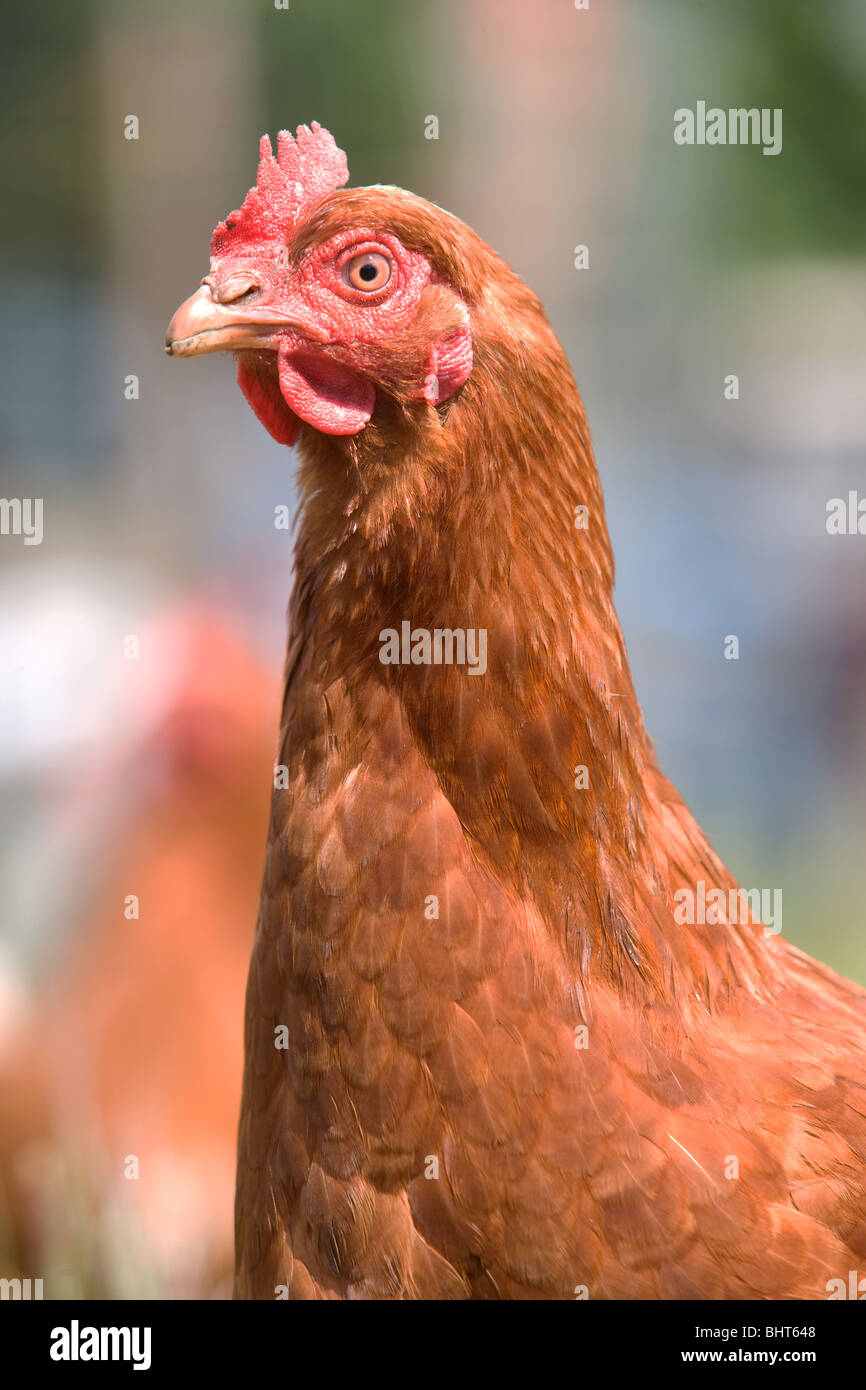 Free Range Chickens Out At Grass Stock Photo