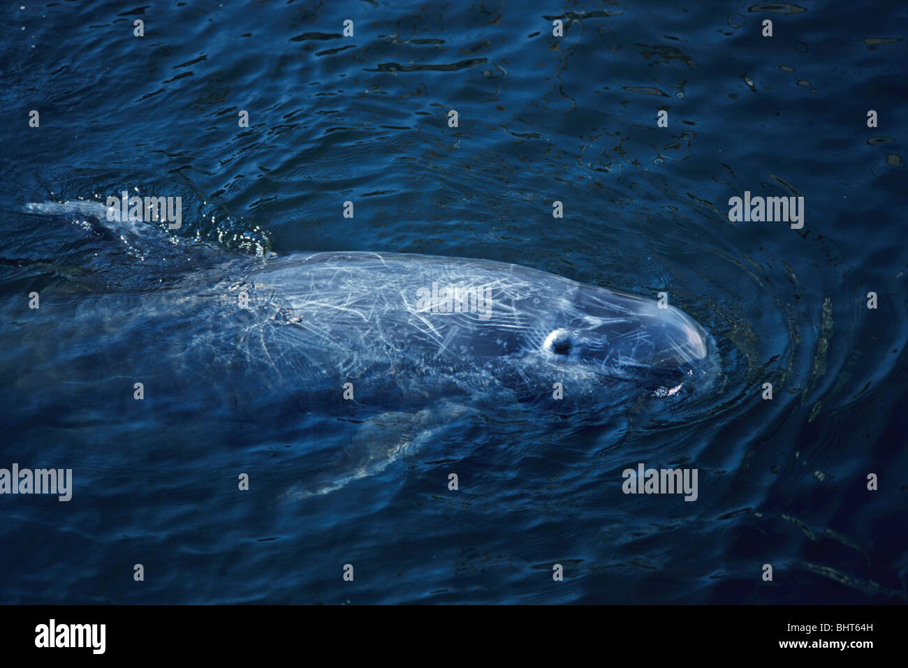 RISSO'S DOLPHIN Stock Photo