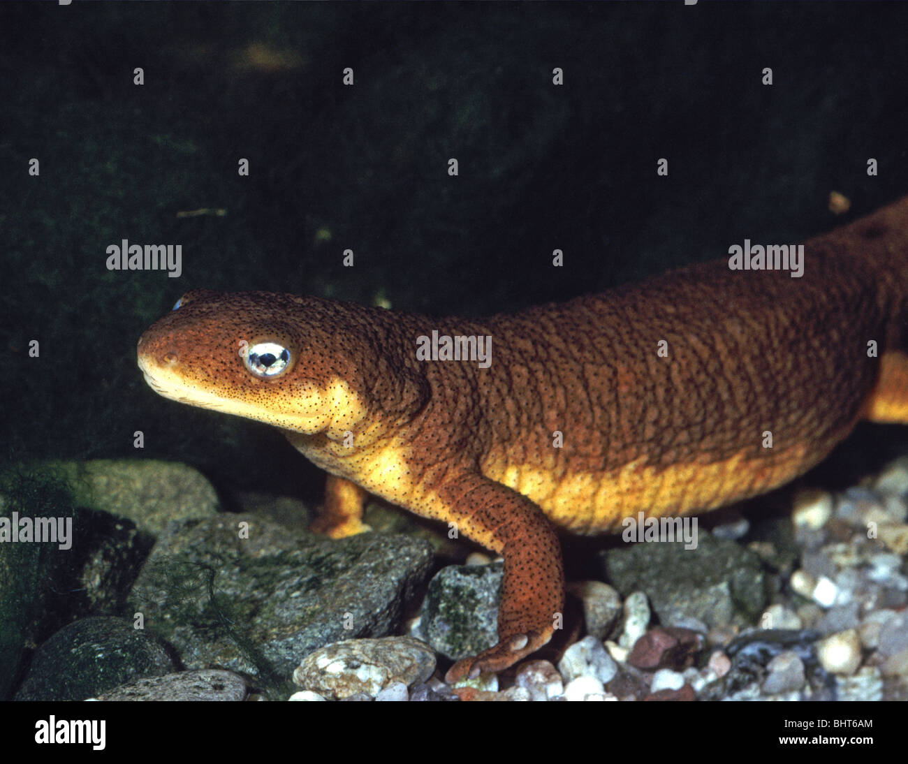 Rough skinned newt hires stock photography and images Alamy