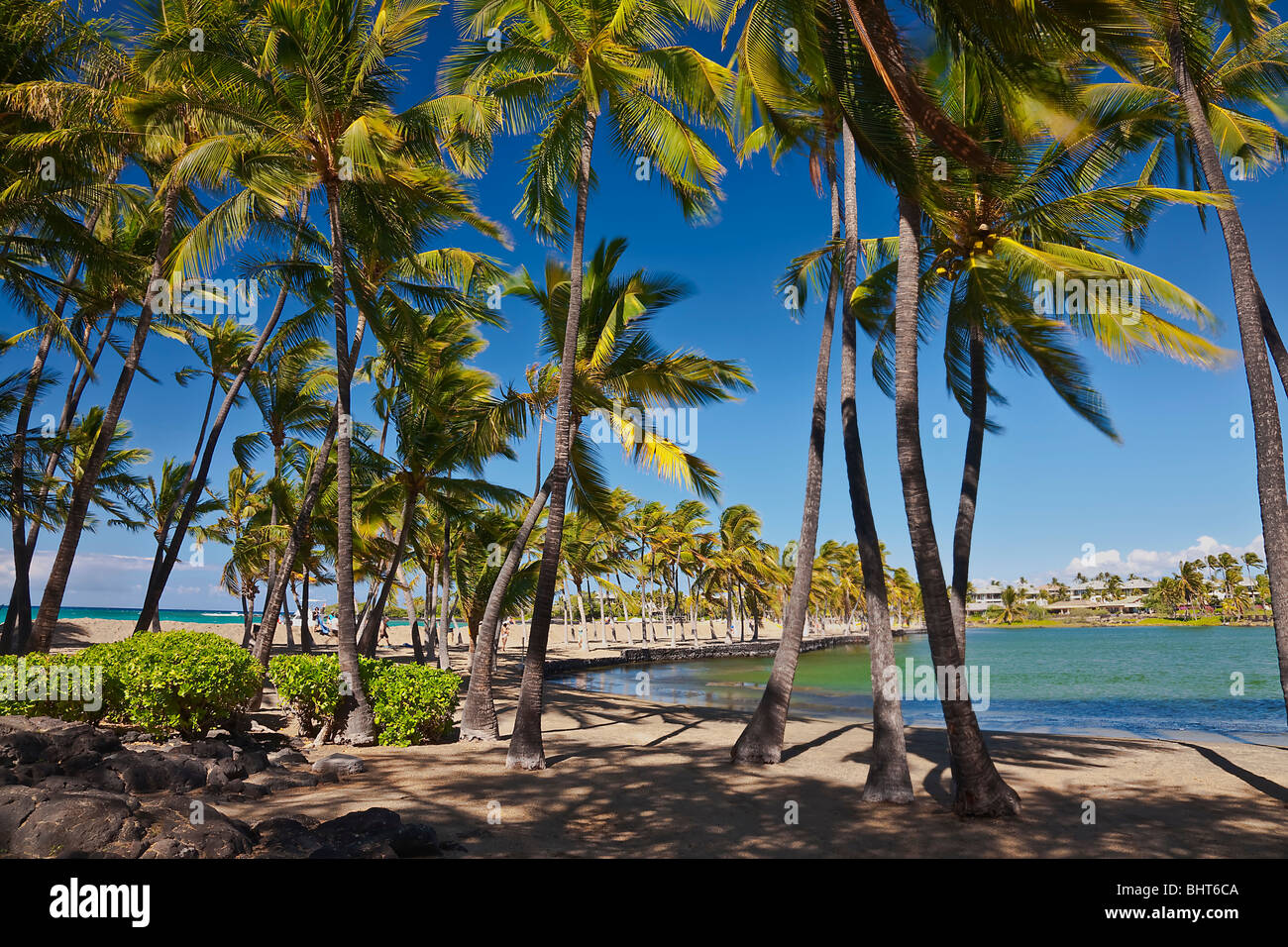 Hawaii beach palm trees hi-res stock photography and images - Alamy