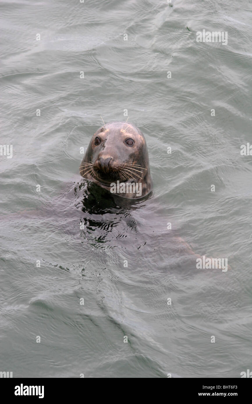 Atlantic Grey Seal in Chatham Harbor, Cape Cod, Massachusetts Stock