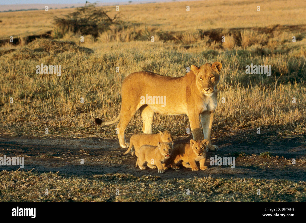 lioness with cubs / Panthera leo Stock Photo - Alamy