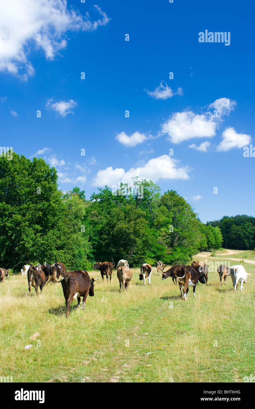 Cows grazing under blue sky with clouds Stock Photo - Alamy