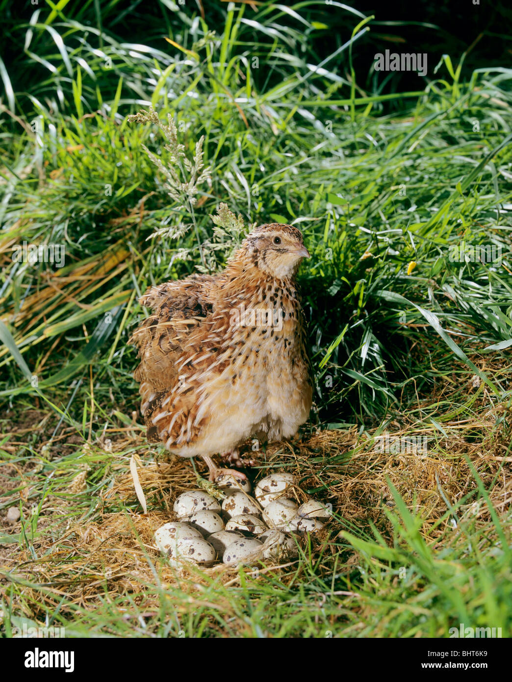 Common Quail (Coturnix coturnix) at nest with clutch Stock Photo - Alamy
