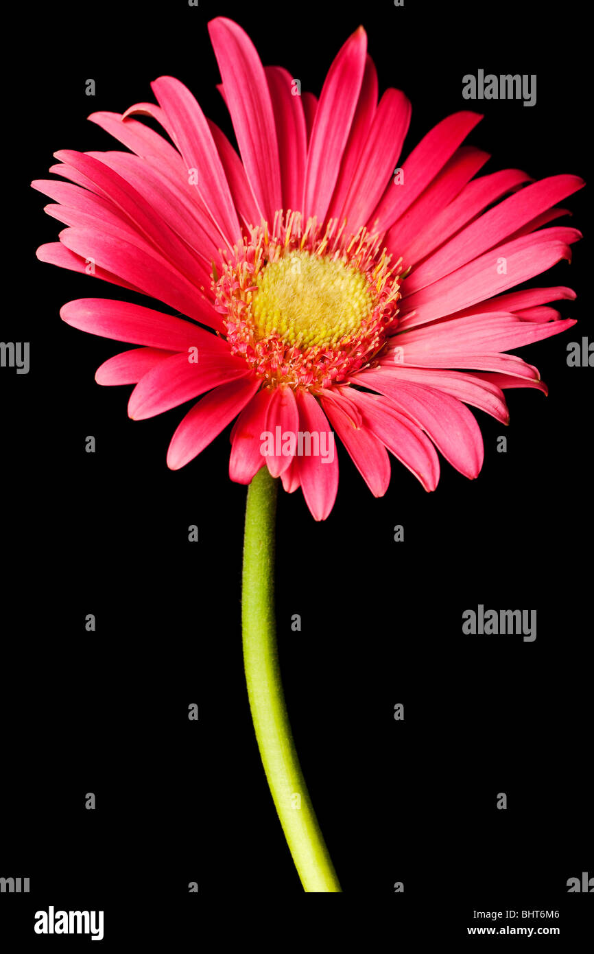 pink daisy isolated on a pure black background Stock Photo - Alamy
