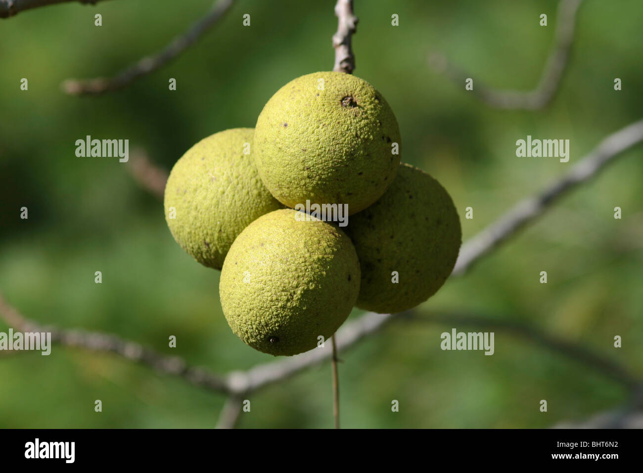 Walnuts on a Tree Branch Stock Photo