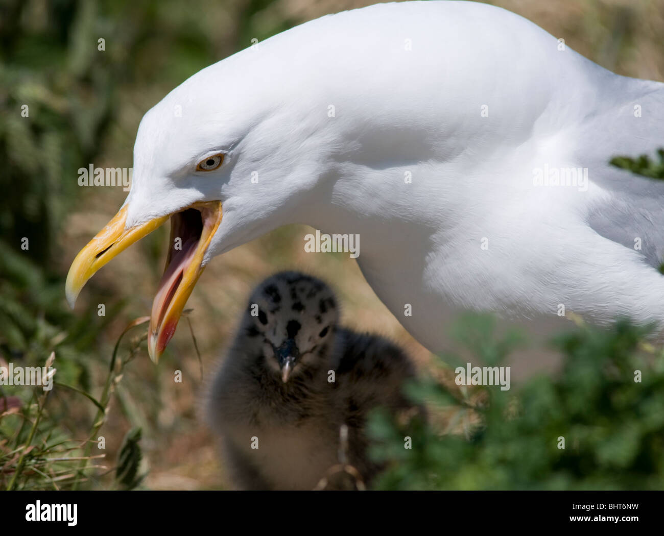 A herring gull with a chick Stock Photo