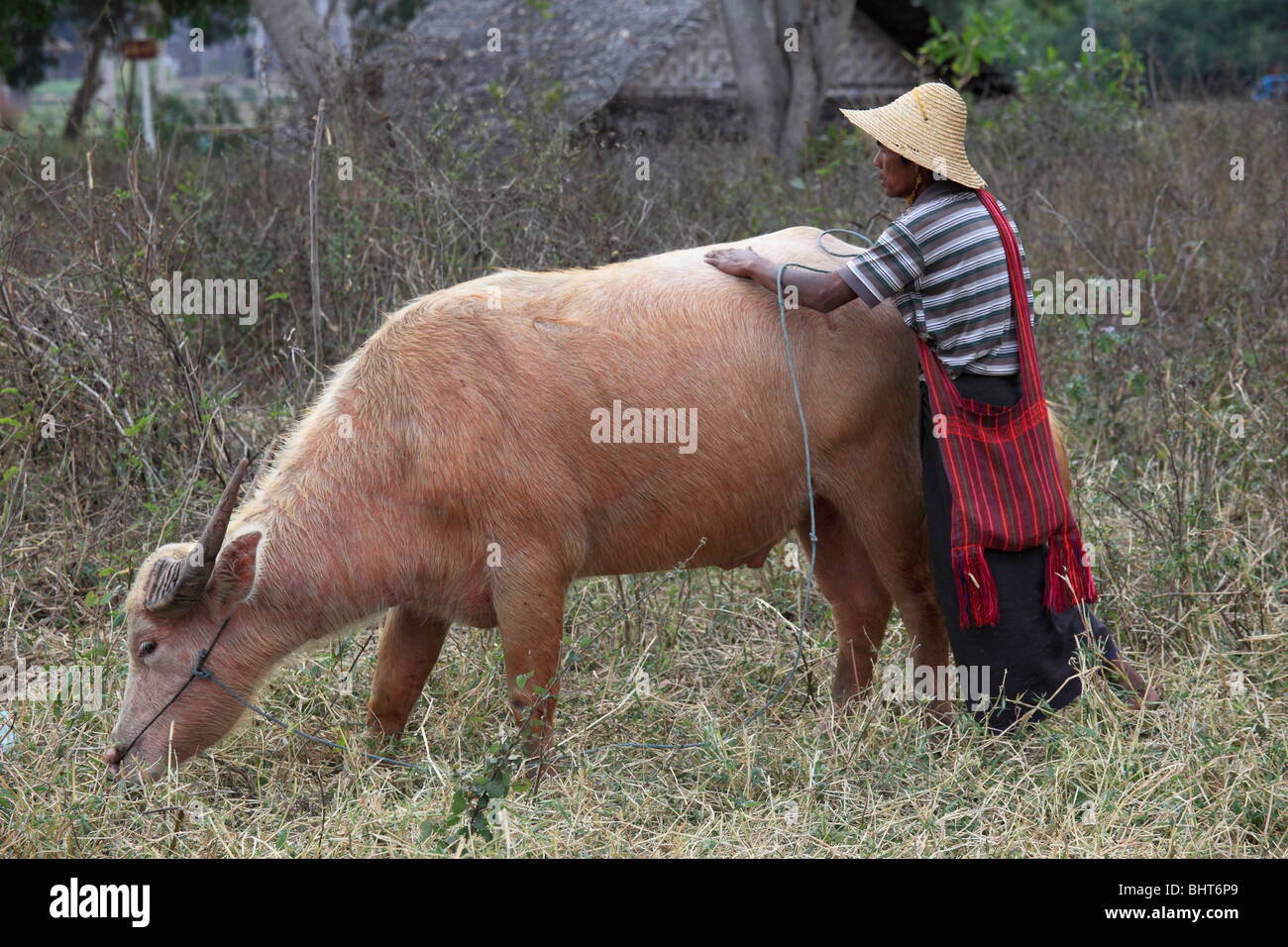 Myanmar, Burma, Nyaungshwe, farmer with buffalo, Shan State, Stock Photo