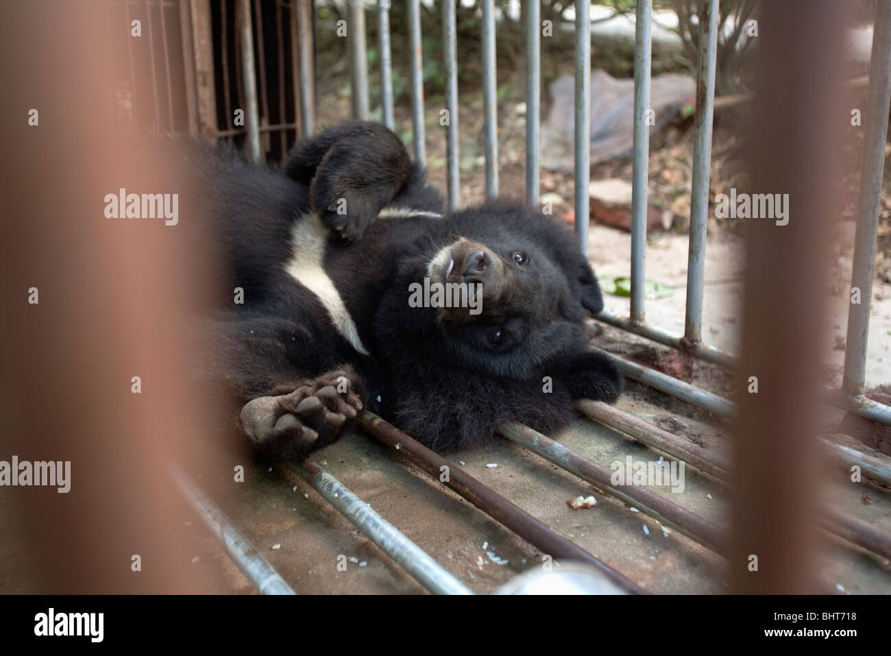 Caged Asian black bear in it's living area between performances for tourists in Yunnan National Park, Xinshuangbanna, China Stock Photo
