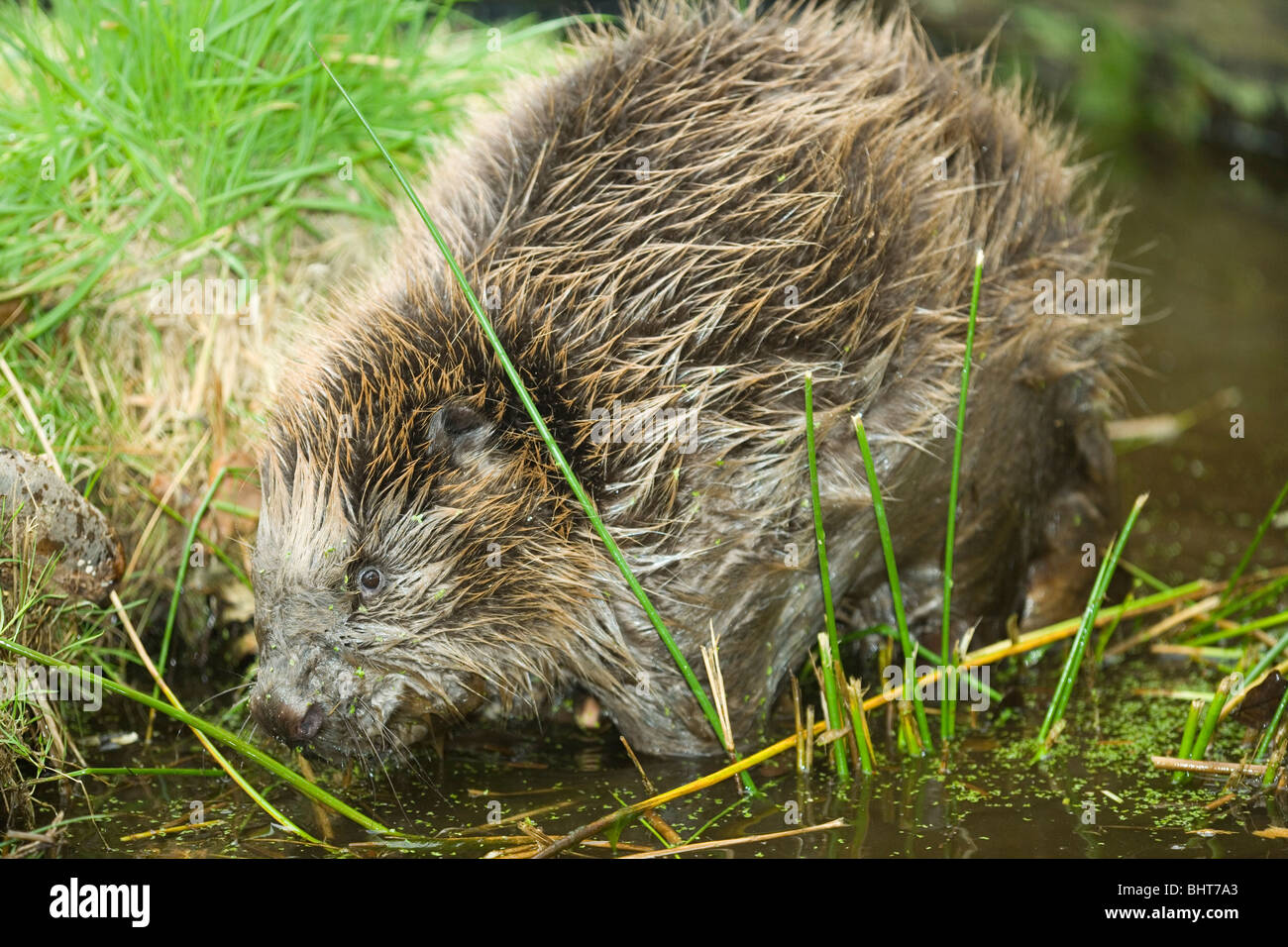 European Beaver (Castor fiber). Grazing on rushes (Juncus sp.). Stock Photo