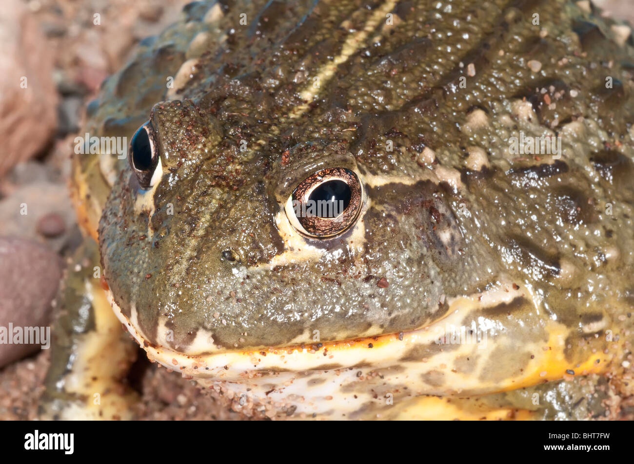 African bullfrog, Pyxicephalus adspersus, aggressive amphibian native to southern Africa Stock Photo