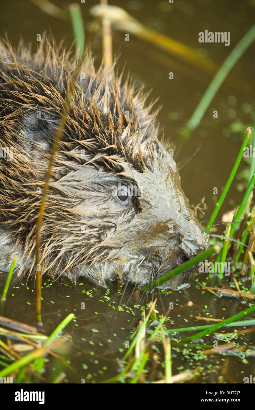 European Beaver (Castor fiber). Seeking rush (Juncus sp.) roots, at water's edge. Mud spattered face from underwater foraging. Stock Photo