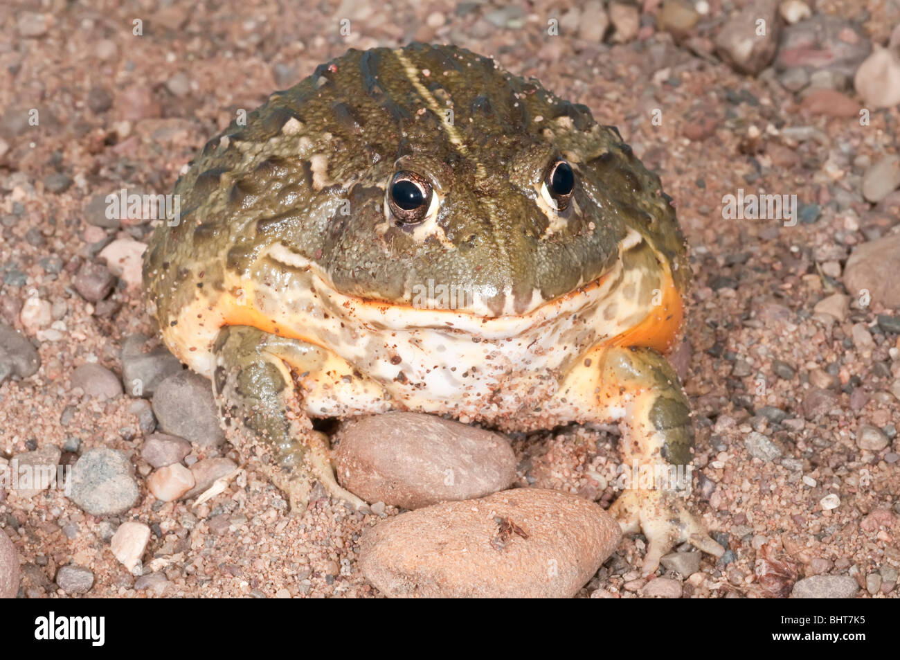 African bullfrog south africa hires stock photography and images Alamy