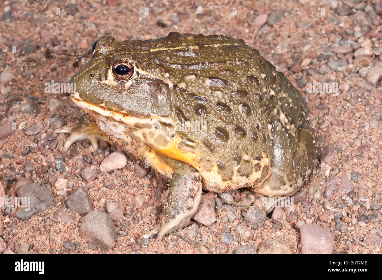 African bullfrog, Pyxicephalus adspersus, aggressive  
