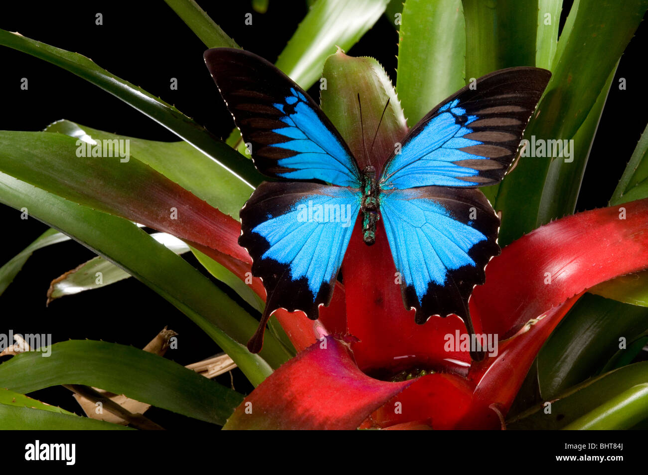 Dunk Island or Ulysses butterfly on water trapping plant Stock Photo