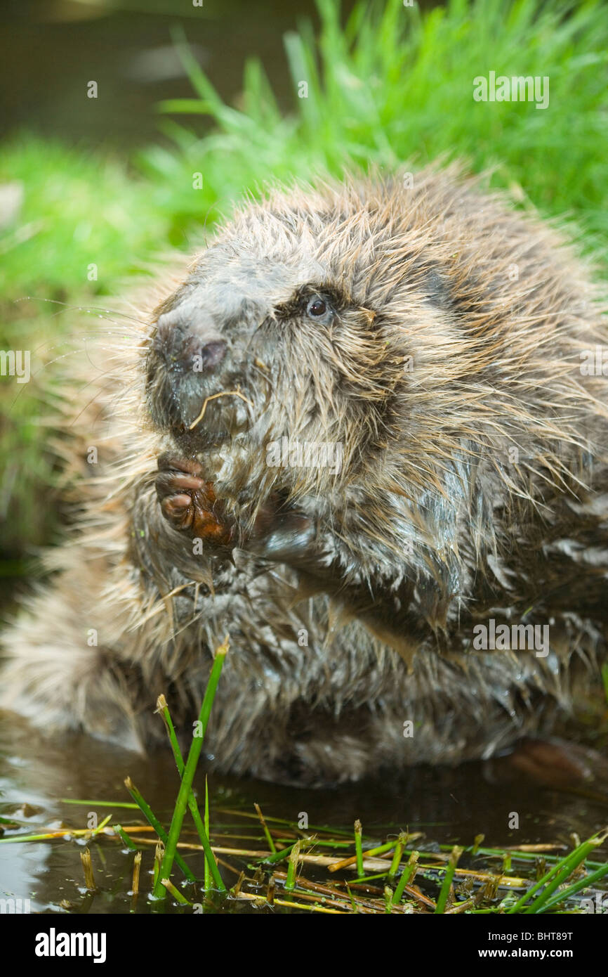 European Beaver (Castor fiber). Washing face with fore paws. Stock Photo