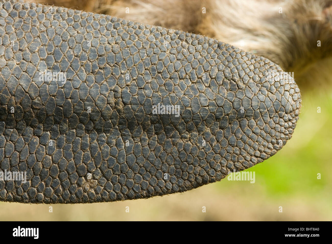 European Beaver (Castor fiber). Section of the flat, hairless tail