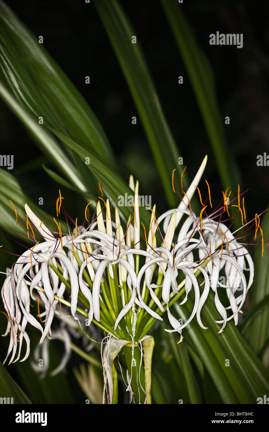 Sumatran Giant Lily (Crinum amabile) Stock Photo