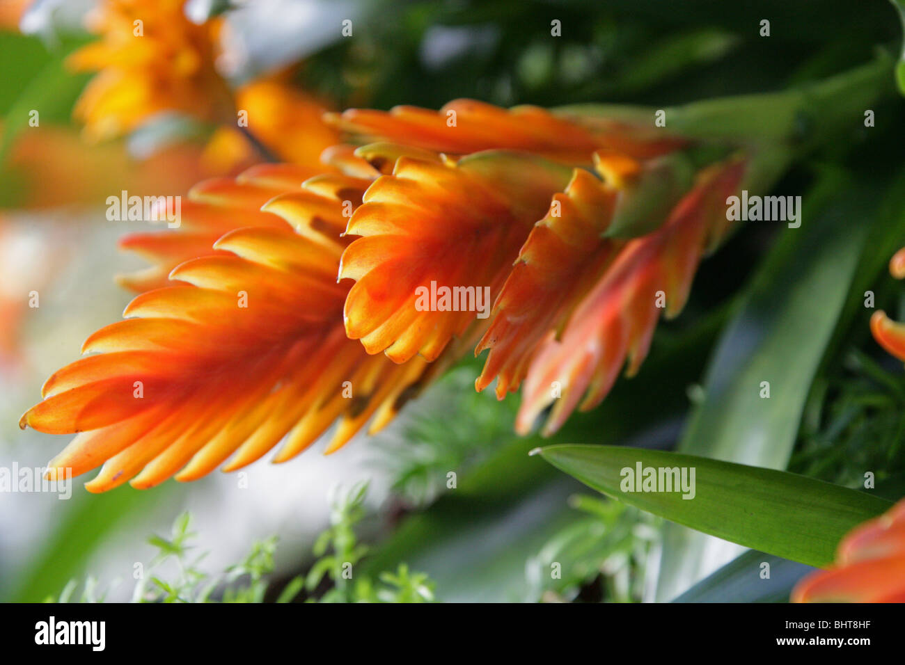 Orange Bromeliad Hybrid, Vriesea carinata, Bromeliaceae. Bromeliad Houseplant Stock Photo