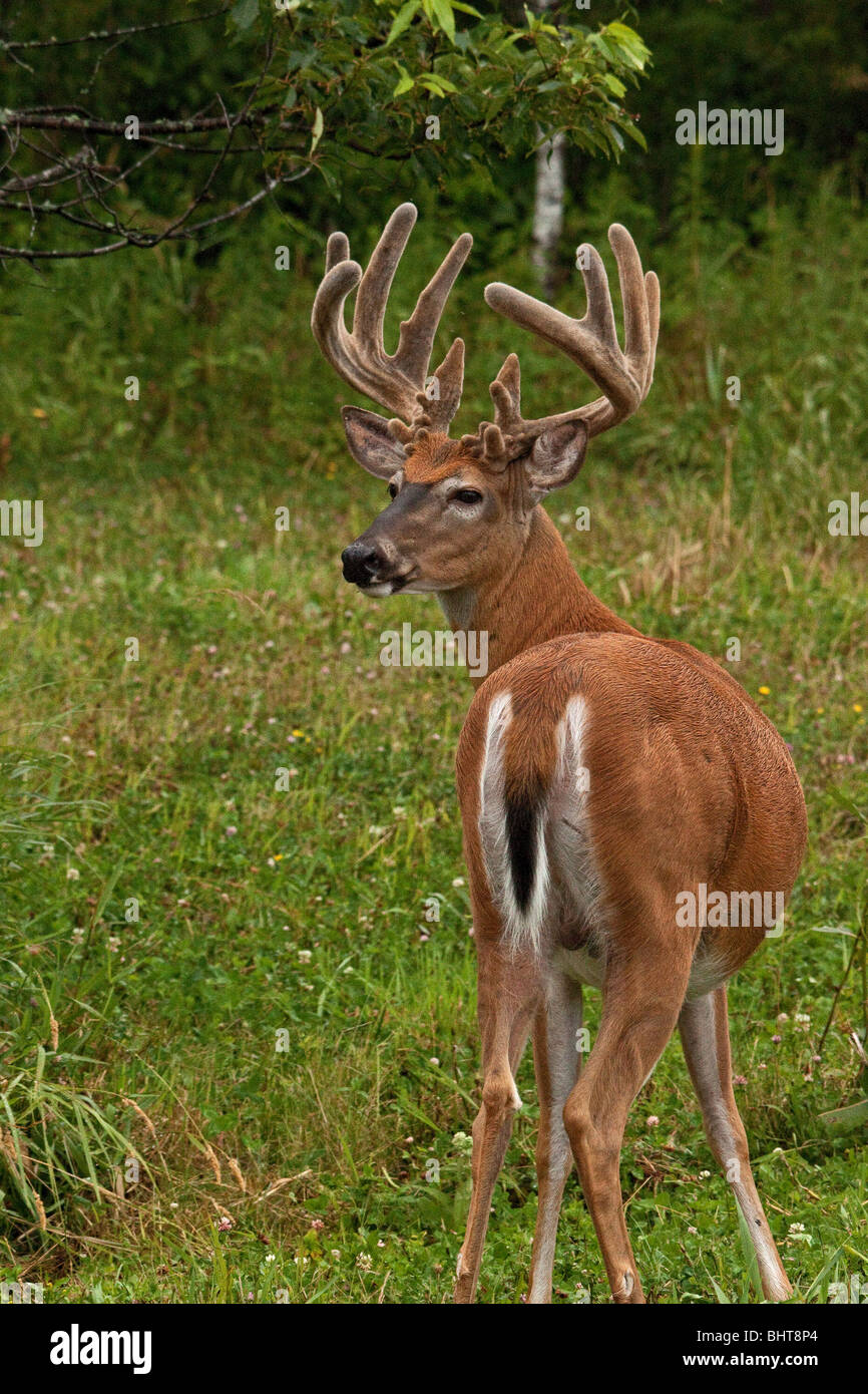 Whitetailed buck in velvet Stock Photo Alamy