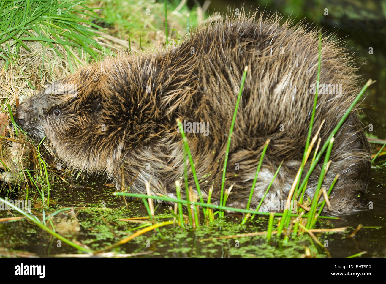 European Beaver (Castor fiber). Grazing rushes (Juncus sp.) at water's edge. Stock Photo