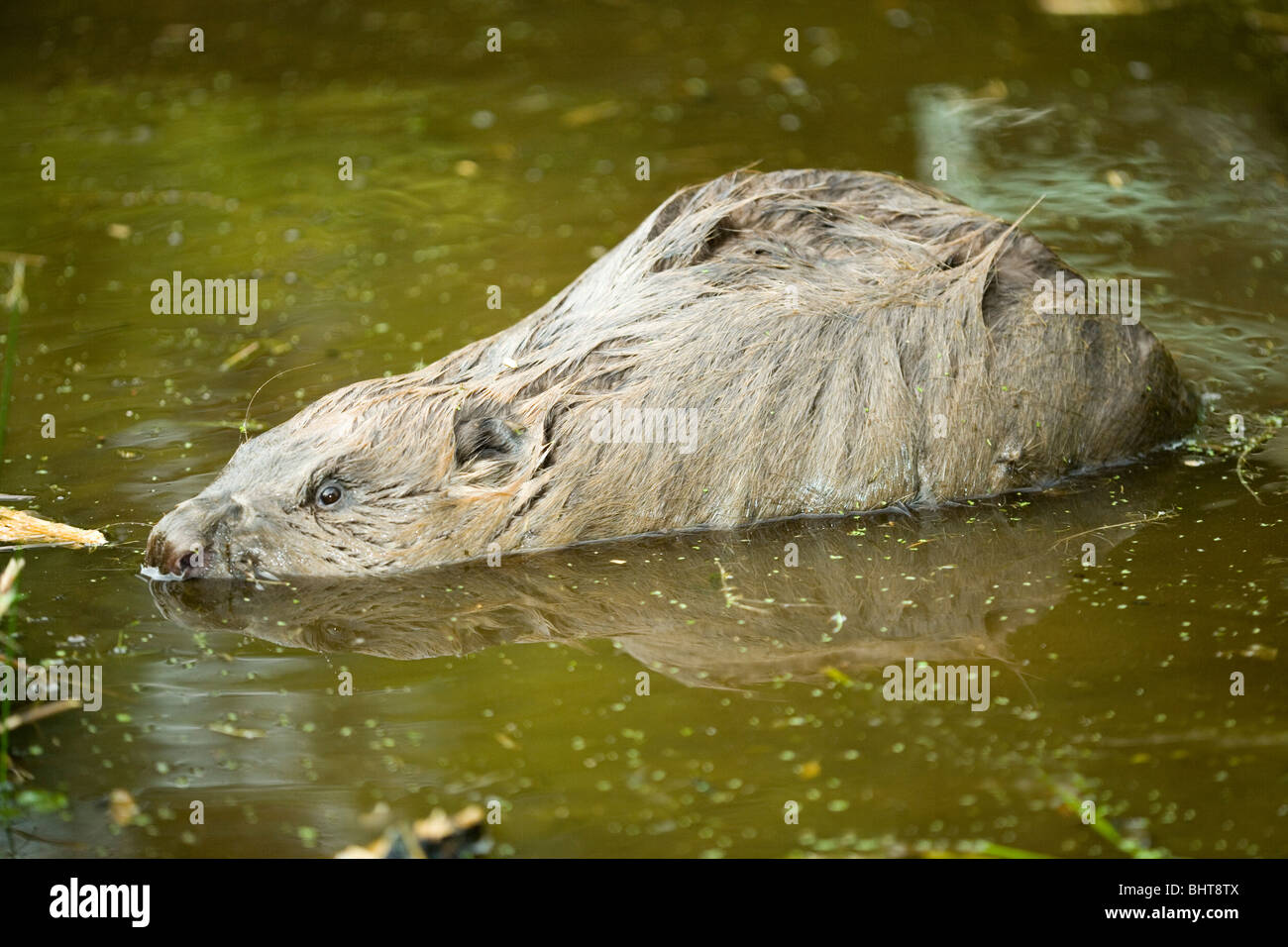 Wet beavers hires stock photography and images Alamy