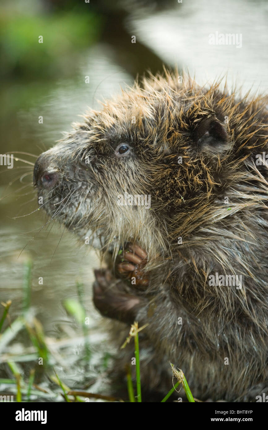 European Beaver (Castor fiber). Portrait. Grooming. Stock Photo