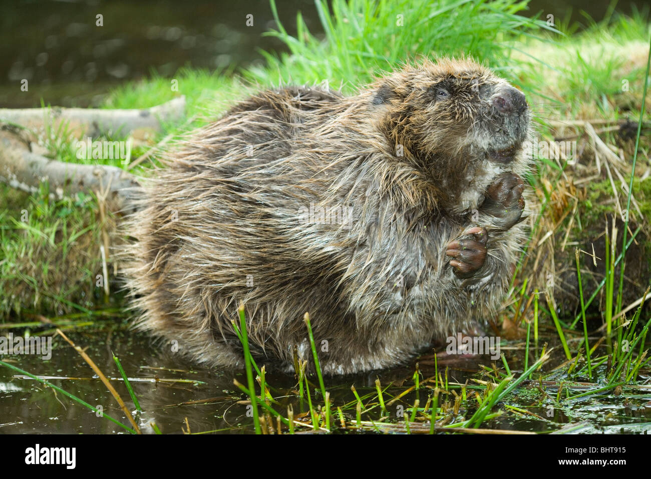 Beaver profile view hires stock photography and images Alamy