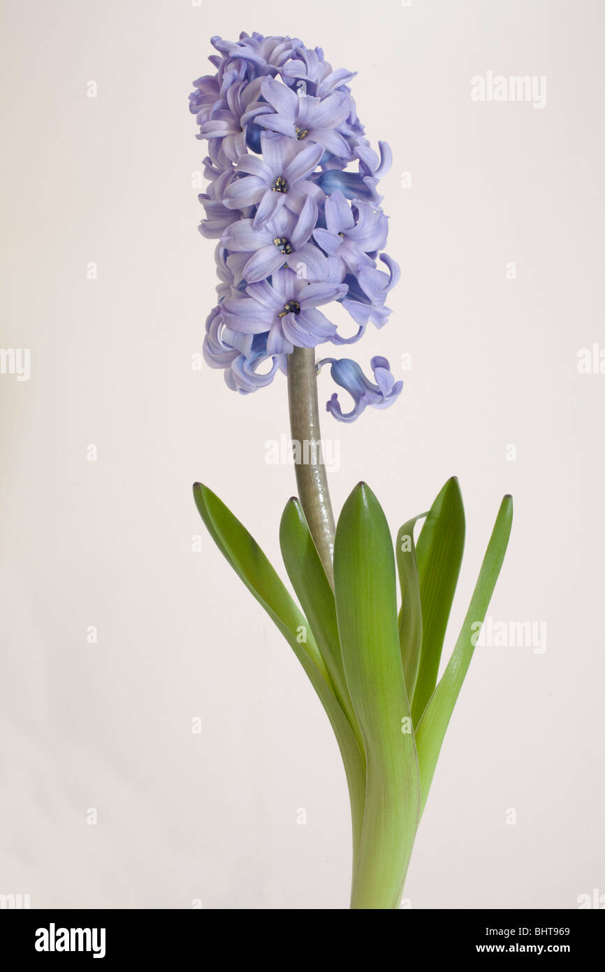 hyacinth delft blue hyacinthus orientalis cultivar Stock Photo